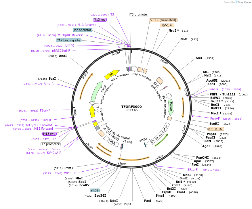 144476-plasmid-map-sequence-id-407352