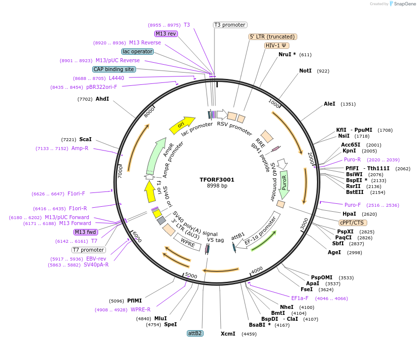 144477-plasmid-map-sequence-id-407353