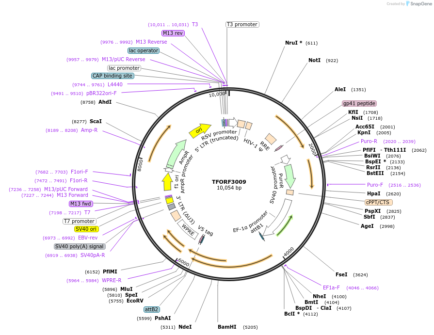 144485-plasmid-map-sequence-id-407360