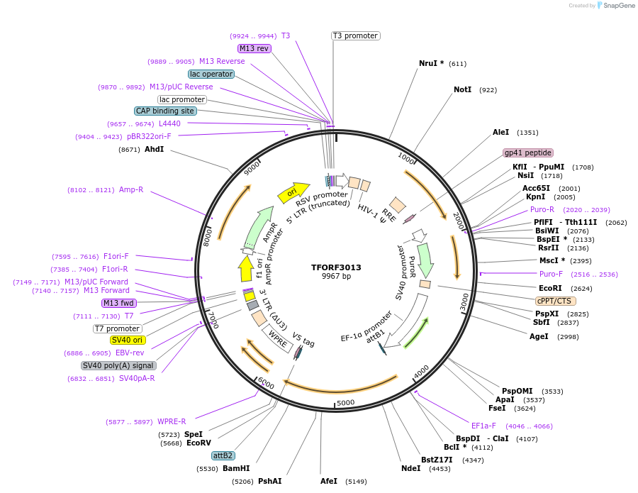 144489-plasmid-map-sequence-id-407363