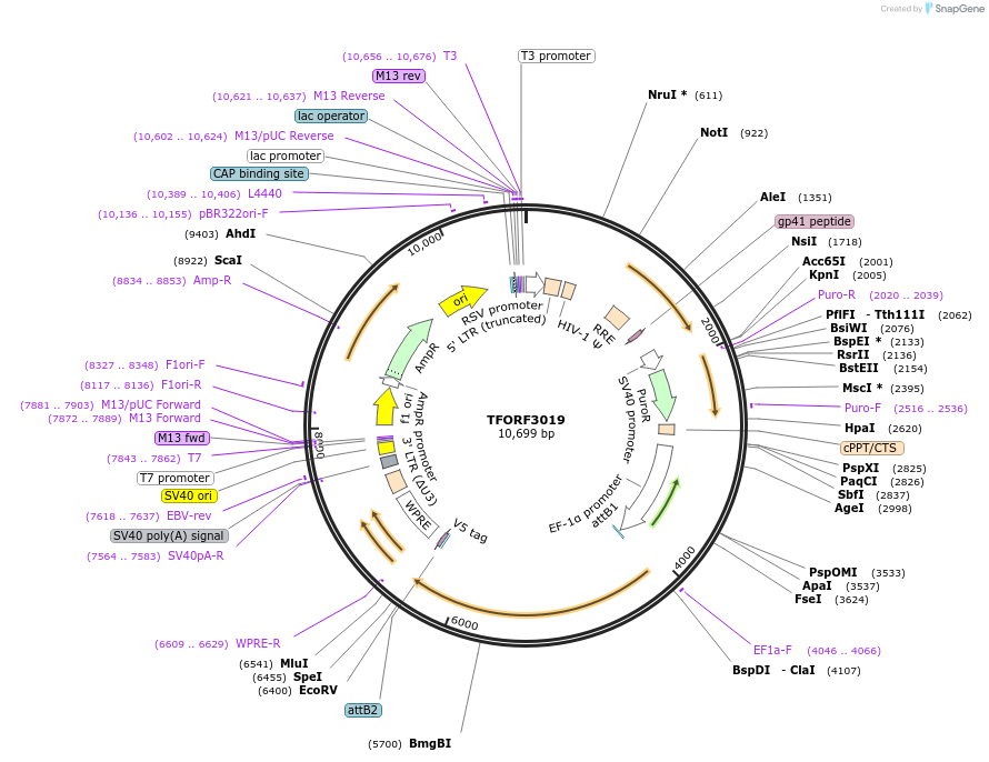144495-plasmid-map-sequence-id-407367