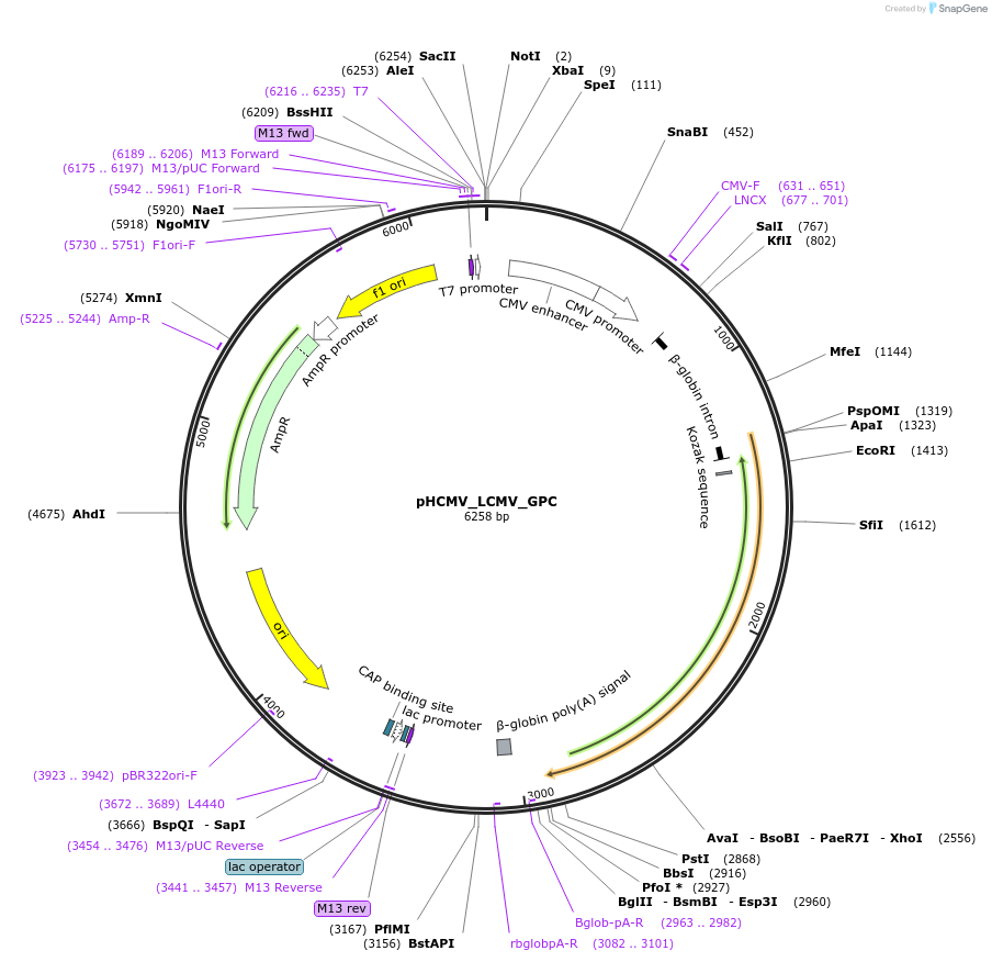 207288-plasmid-map-sequence-id-407375