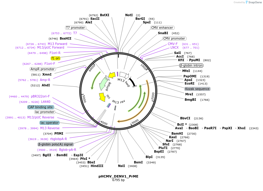 207263-plasmid-map-sequence-id-407378