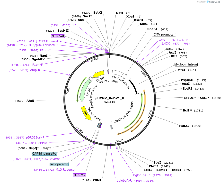 207256-plasmid-map-sequence-id-407380