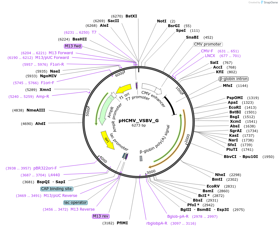 207312-plasmid-map-sequence-id-407386