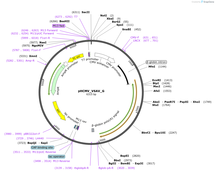 207311-plasmid-map-sequence-id-407388