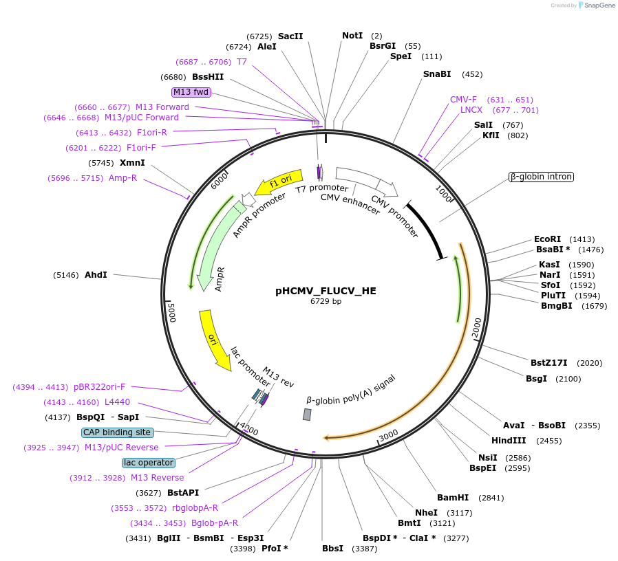 207275-plasmid-map-sequence-id-407389