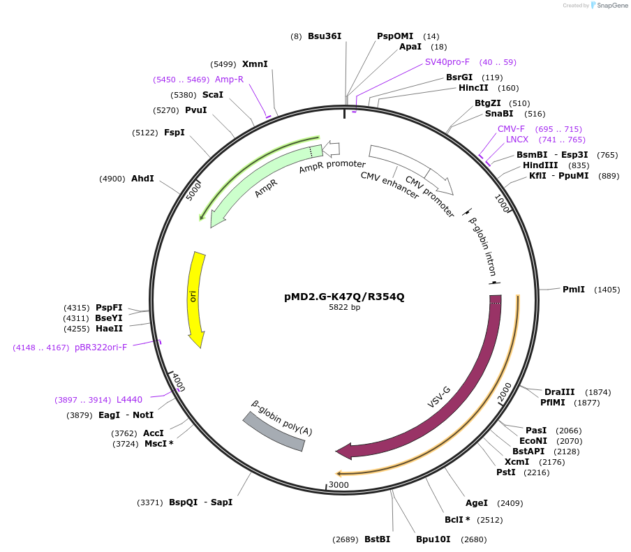 207323-plasmid-map-sequence-id-407394