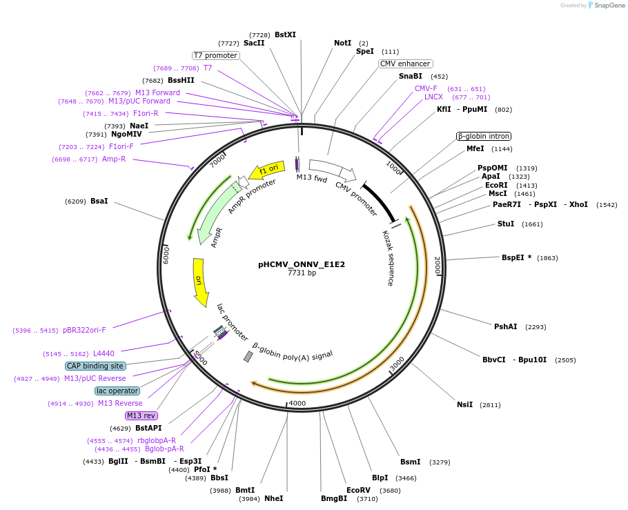 207296-plasmid-map-sequence-id-407398