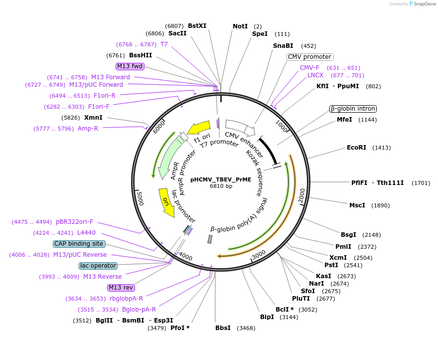 207310-plasmid-map-sequence-id-407399