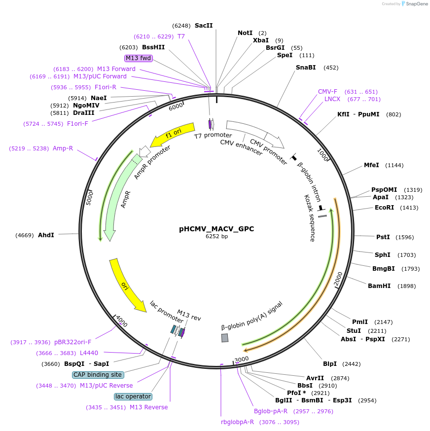 207291-plasmid-map-sequence-id-407401
