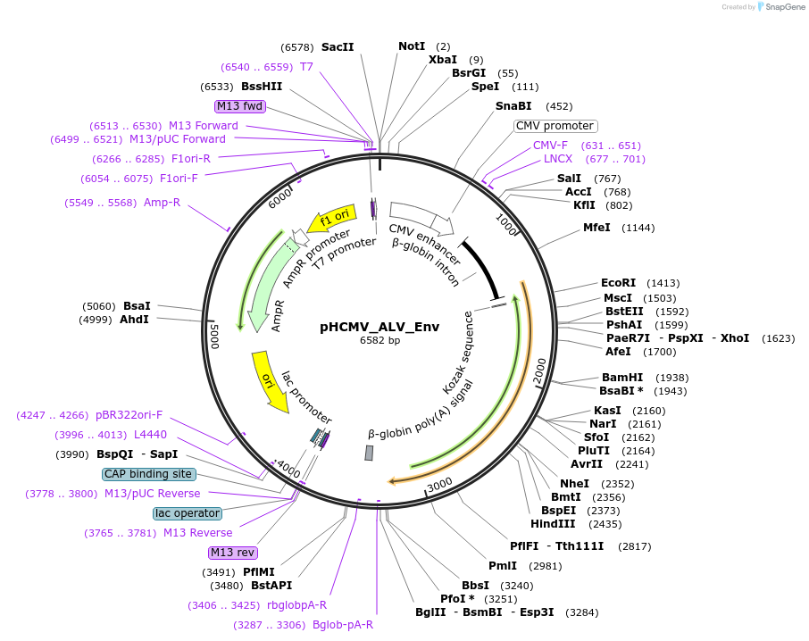 207325-plasmid-map-sequence-id-407403