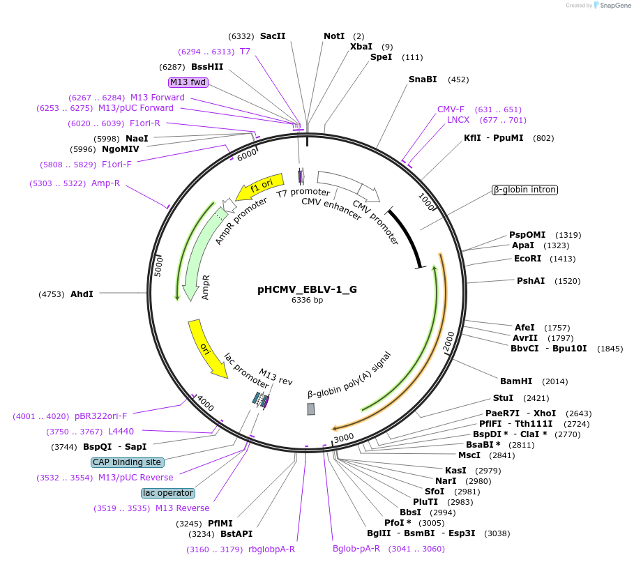 207270-plasmid-map-sequence-id-407409