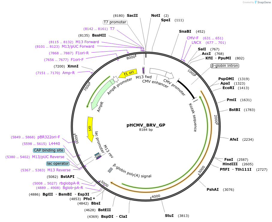 207258-plasmid-map-sequence-id-407412