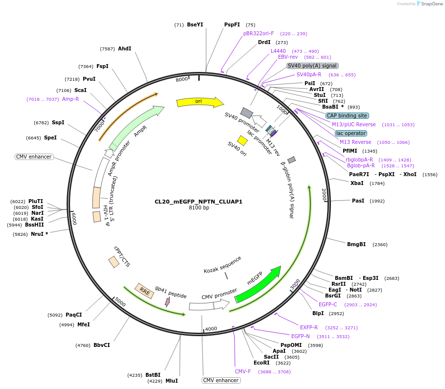 205869-plasmid-map-sequence-id-407428