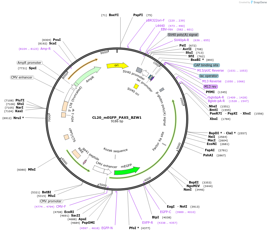 205877-plasmid-map-sequence-id-407430