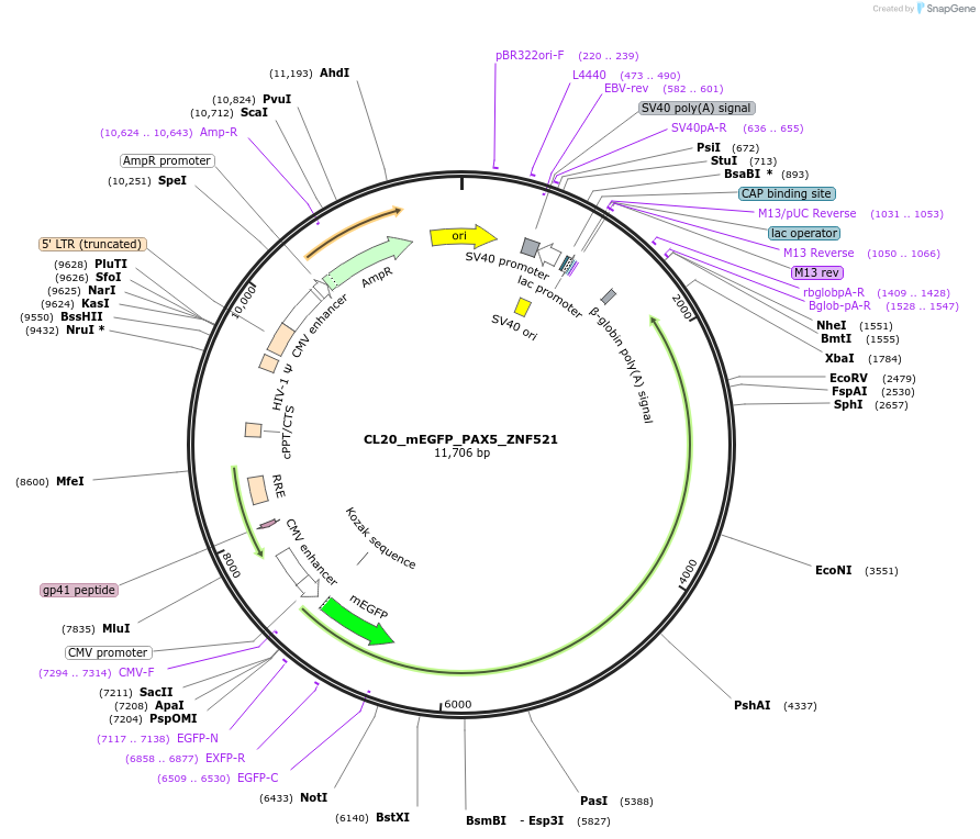 205890-plasmid-map-sequence-id-407432