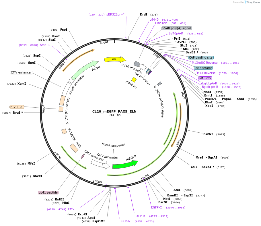 205879-plasmid-map-sequence-id-407433
