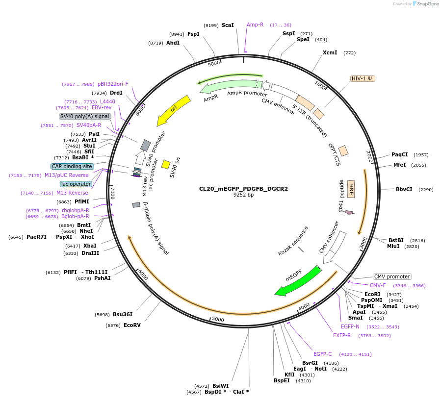 205893-plasmid-map-sequence-id-407434