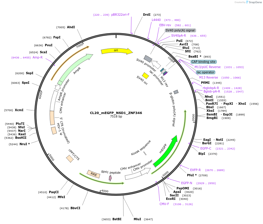 205870-plasmid-map-sequence-id-407438