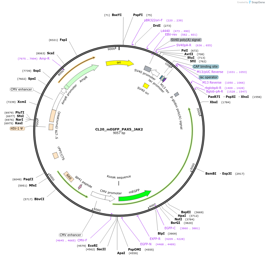 205883-plasmid-map-sequence-id-407441