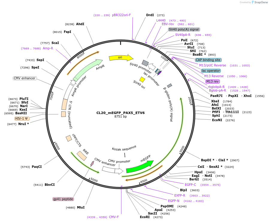 205881-plasmid-map-sequence-id-407442