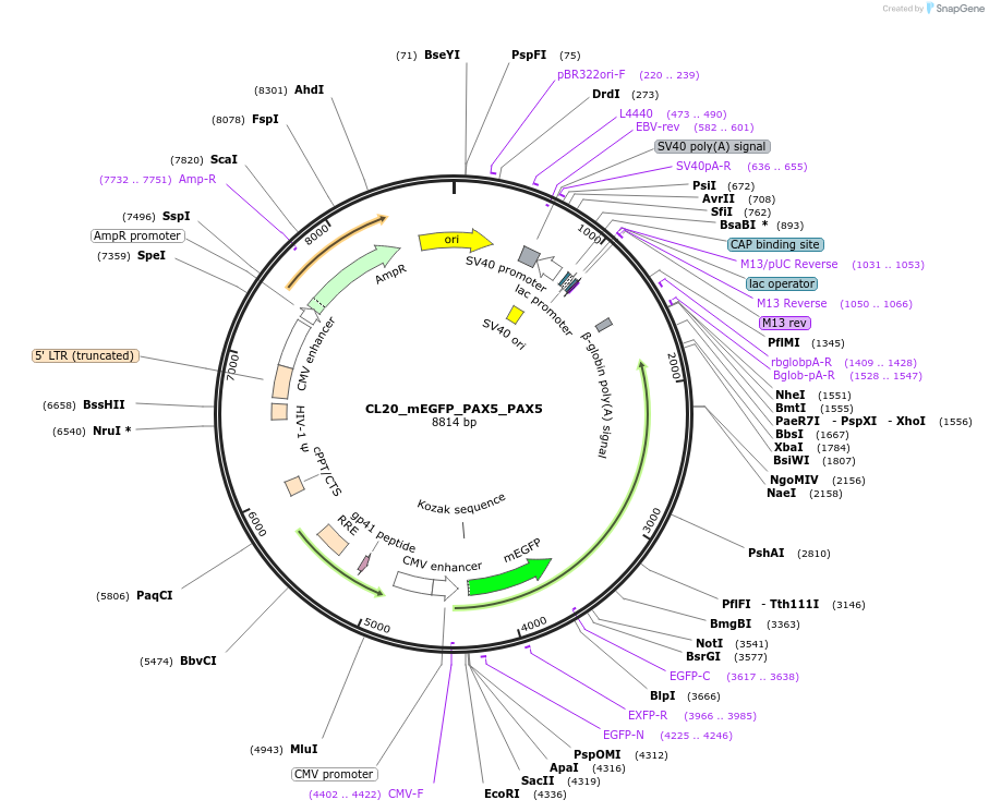 205887-plasmid-map-sequence-id-407443
