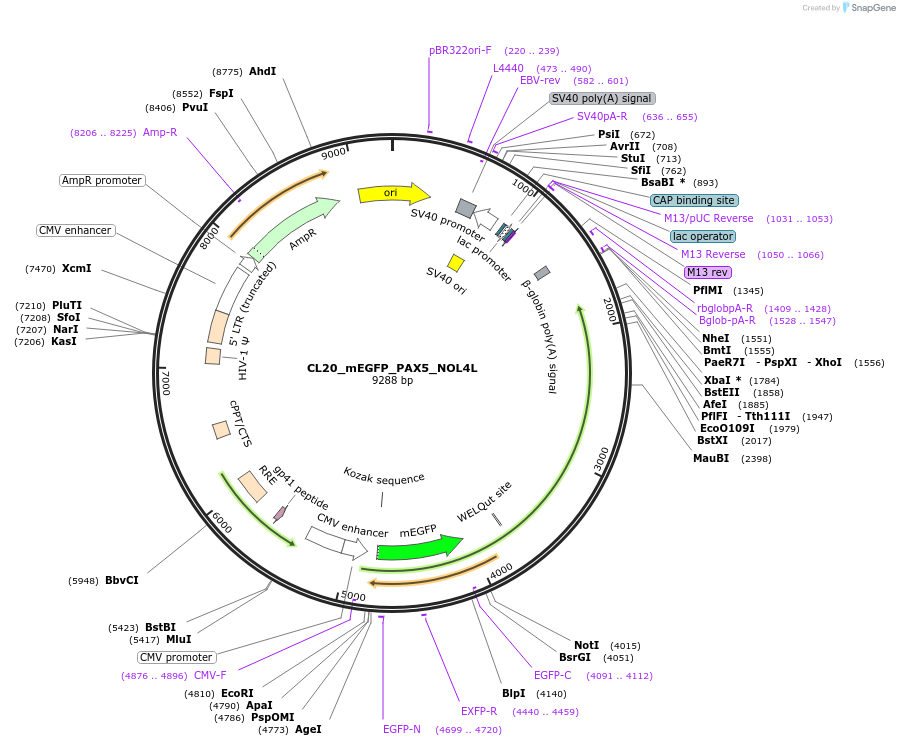 205886-plasmid-map-sequence-id-407447