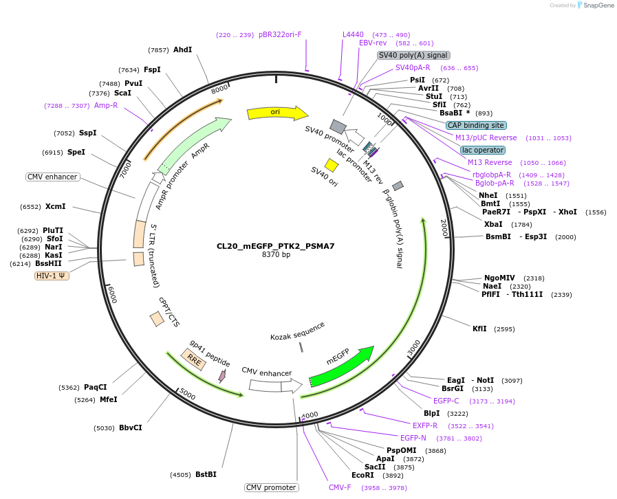 205904-plasmid-map-sequence-id-407450
