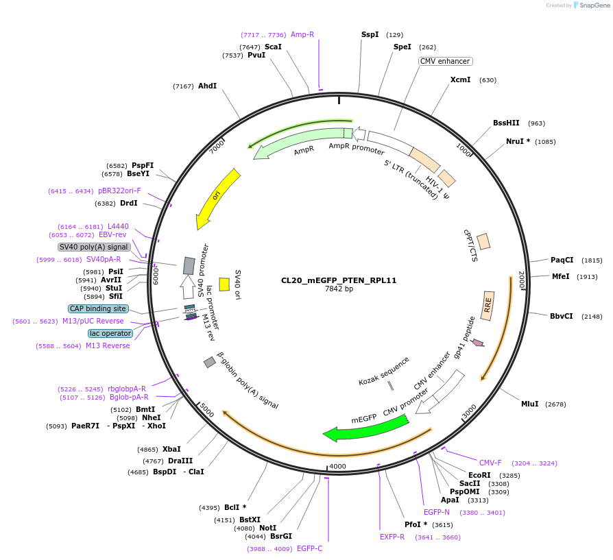 205903-plasmid-map-sequence-id-407451