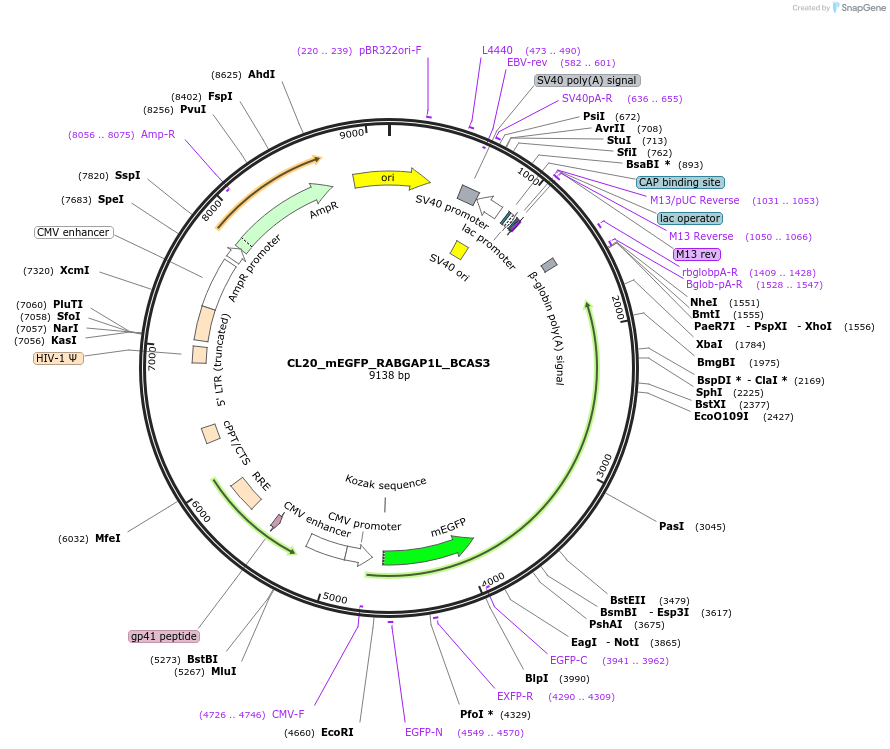 205906-plasmid-map-sequence-id-407452