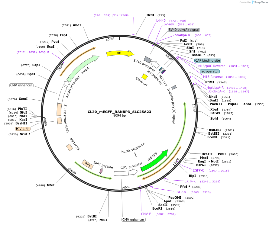 205907-plasmid-map-sequence-id-407455