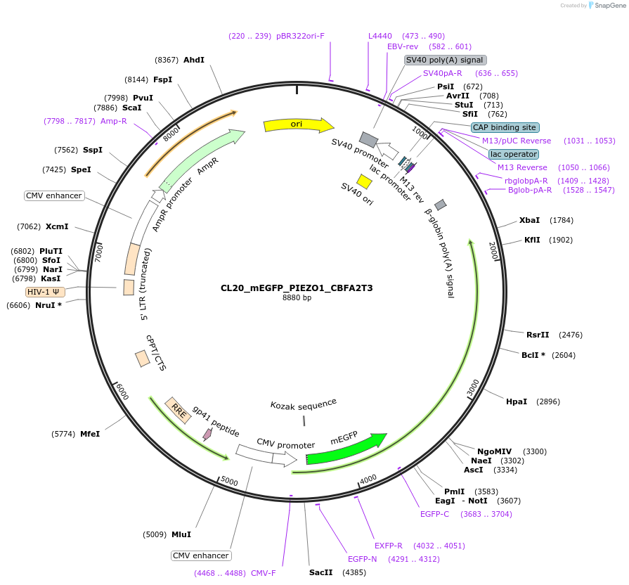 205895-plasmid-map-sequence-id-407457