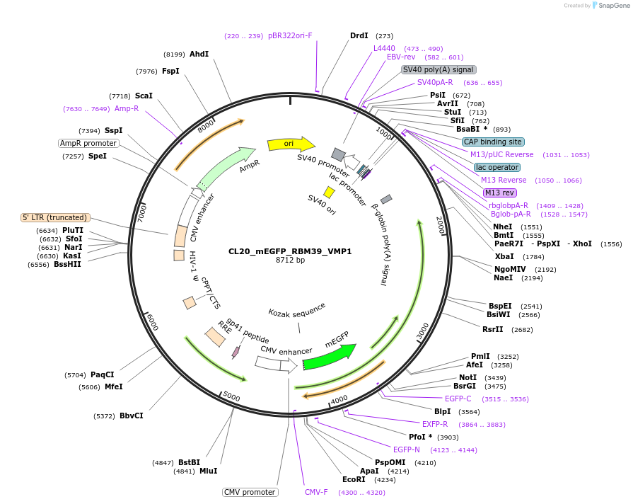 205910-plasmid-map-sequence-id-407458