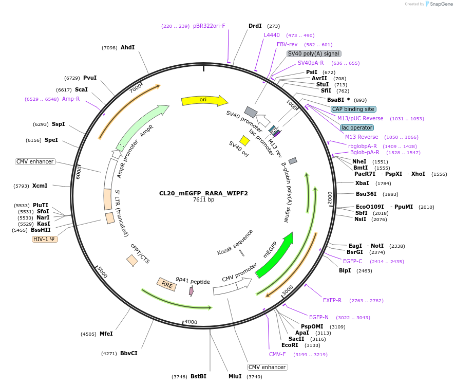 205908-plasmid-map-sequence-id-407462