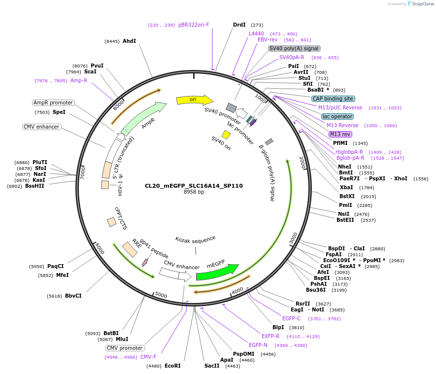 205921-plasmid-map-sequence-id-407464