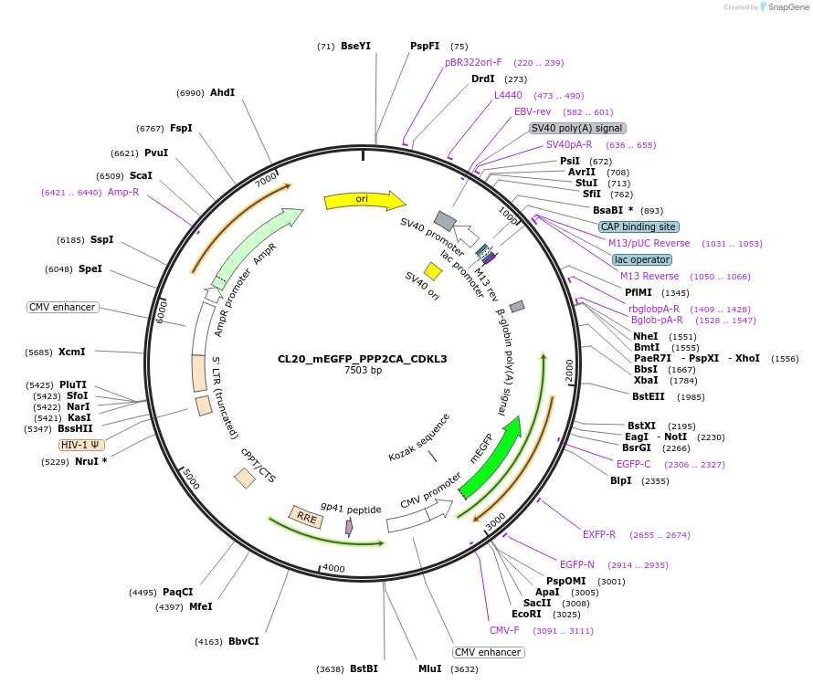 205900-plasmid-map-sequence-id-407465
