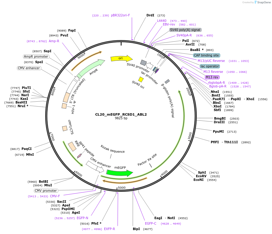 205911-plasmid-map-sequence-id-407470