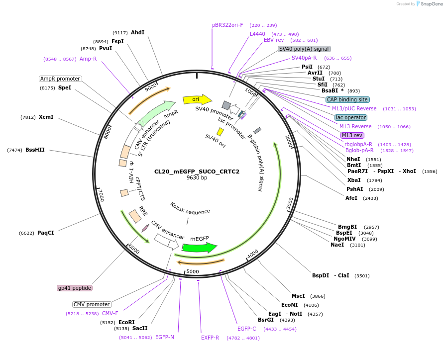 205931-plasmid-map-sequence-id-407475