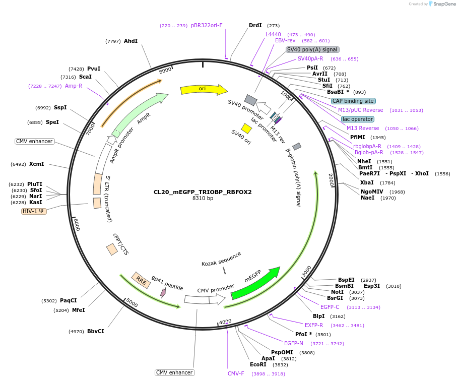 205947-plasmid-map-sequence-id-407476