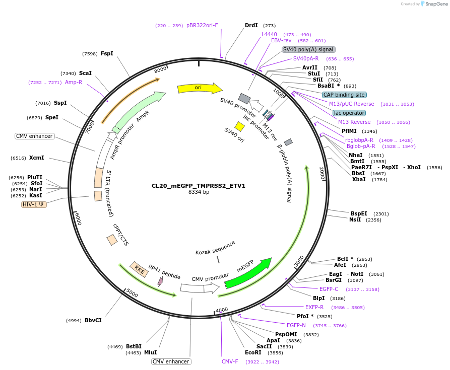 205944-plasmid-map-sequence-id-407479