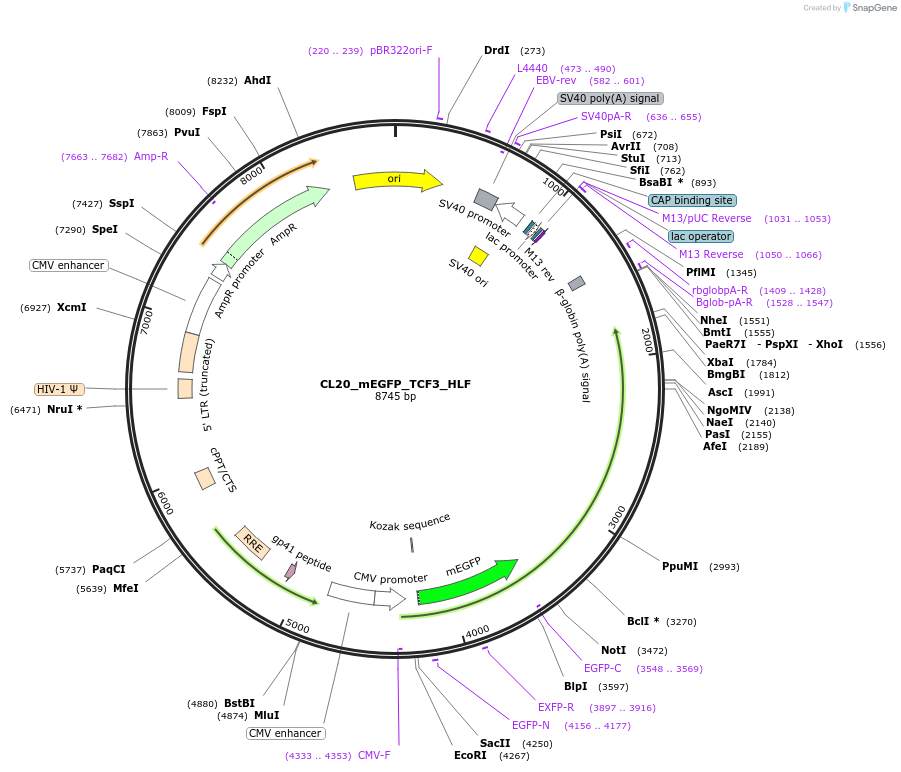 205935-plasmid-map-sequence-id-407483