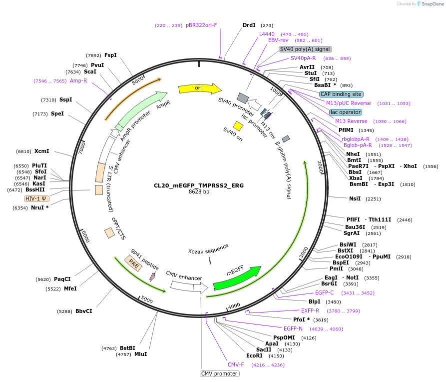 205943-plasmid-map-sequence-id-407486