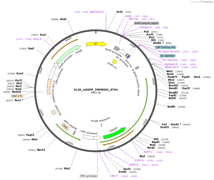 205945-plasmid-map-sequence-id-407493