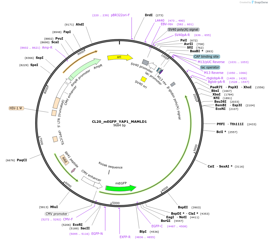 205955-plasmid-map-sequence-id-407501