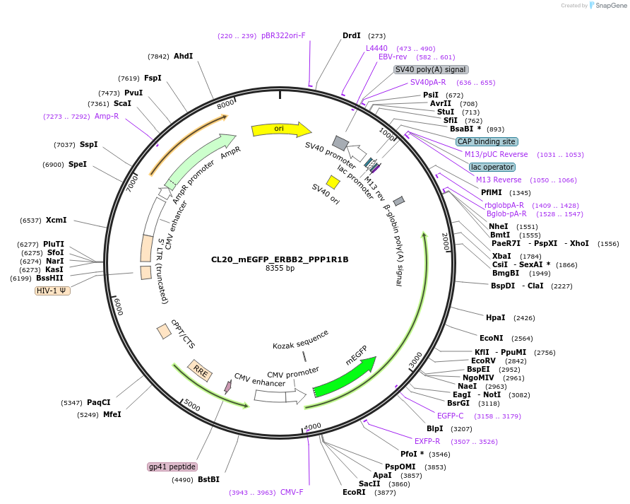 205813-plasmid-map-sequence-id-407503