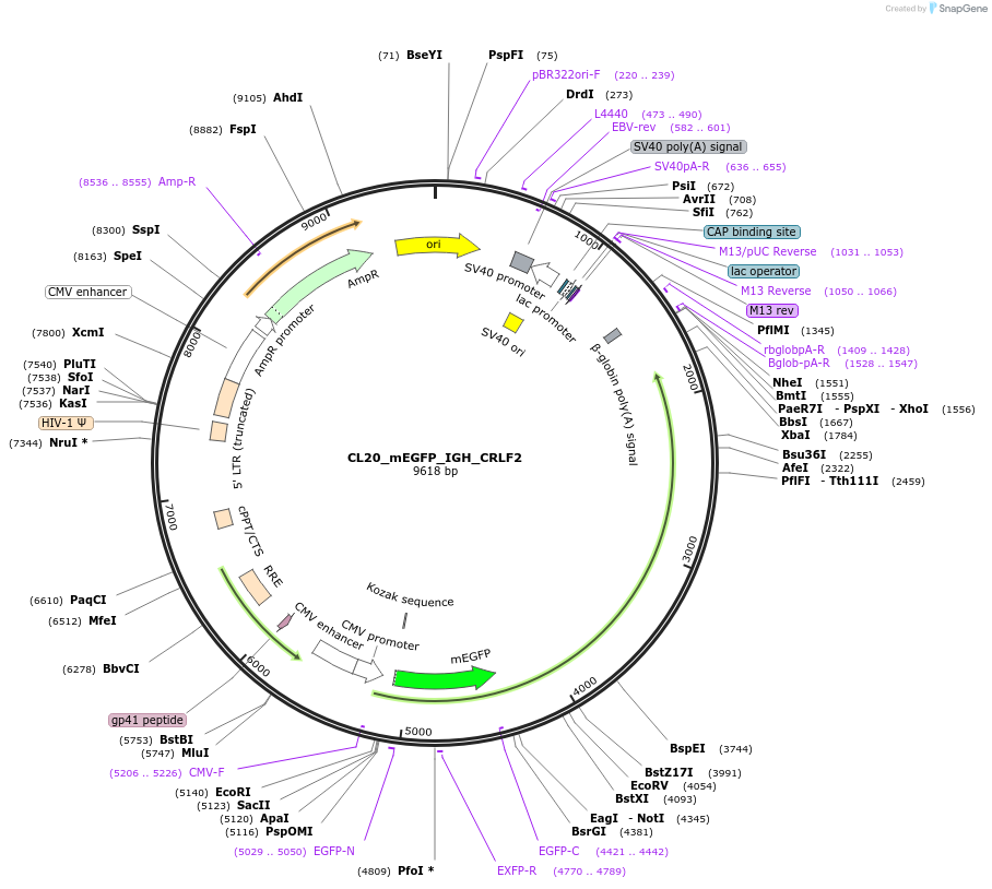 205830-plasmid-map-sequence-id-407513