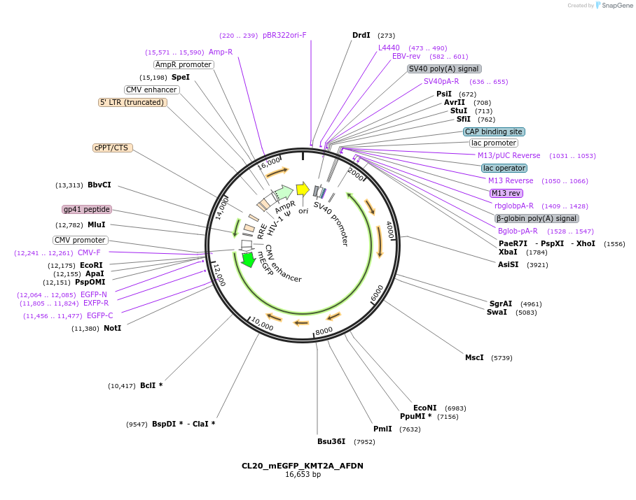 205840-plasmid-map-sequence-id-407519