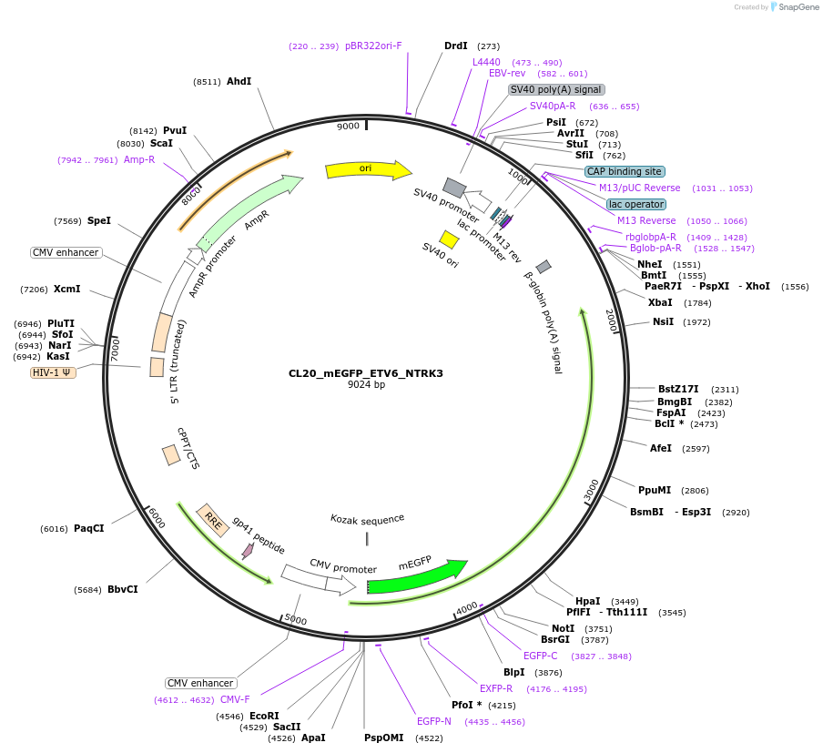 205817-plasmid-map-sequence-id-407521