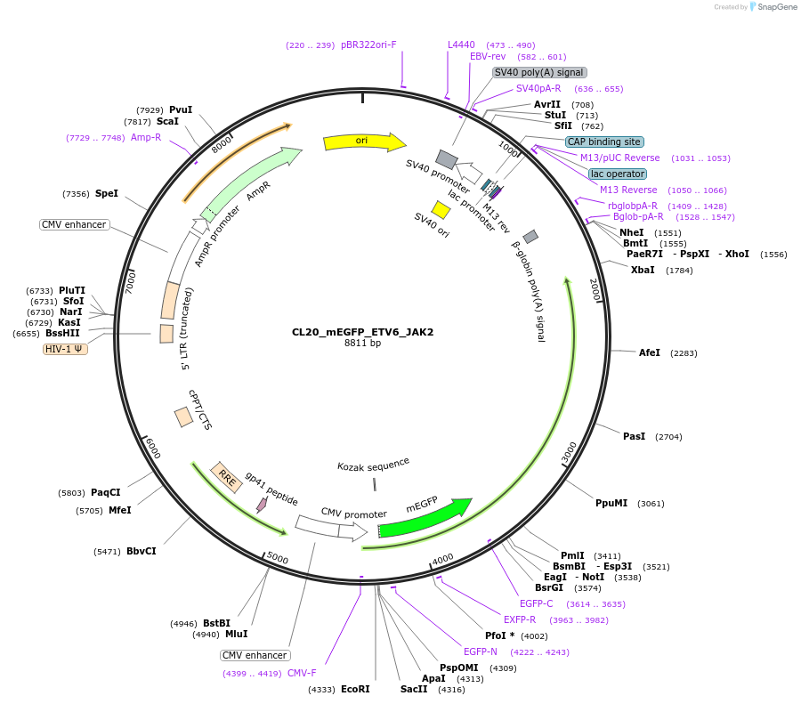 205816-plasmid-map-sequence-id-407522